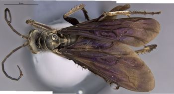 Media type: image;   Entomology 16232 Aspect: habitus dorsal view
